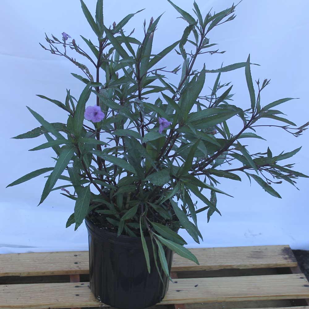 Ruellia Purple Showers